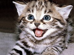 Wanna Play_